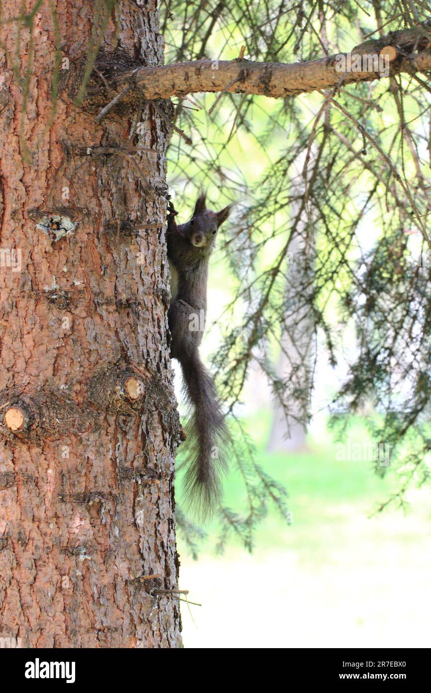 Eichhörnchen auf dem Baum im Herbstpark Stockfoto