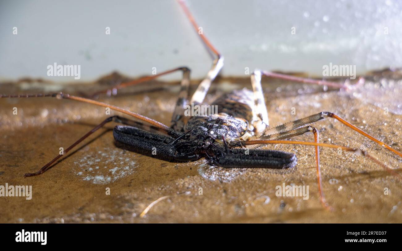 Obwohl der schwanzlose Whip Scorpion ziemlich alarmierend aussieht, sind sie in Wirklichkeit absolut harmlos. Ihre vergrößerten Vorderbeine fungieren als peitschenartige Fühler. Stockfoto