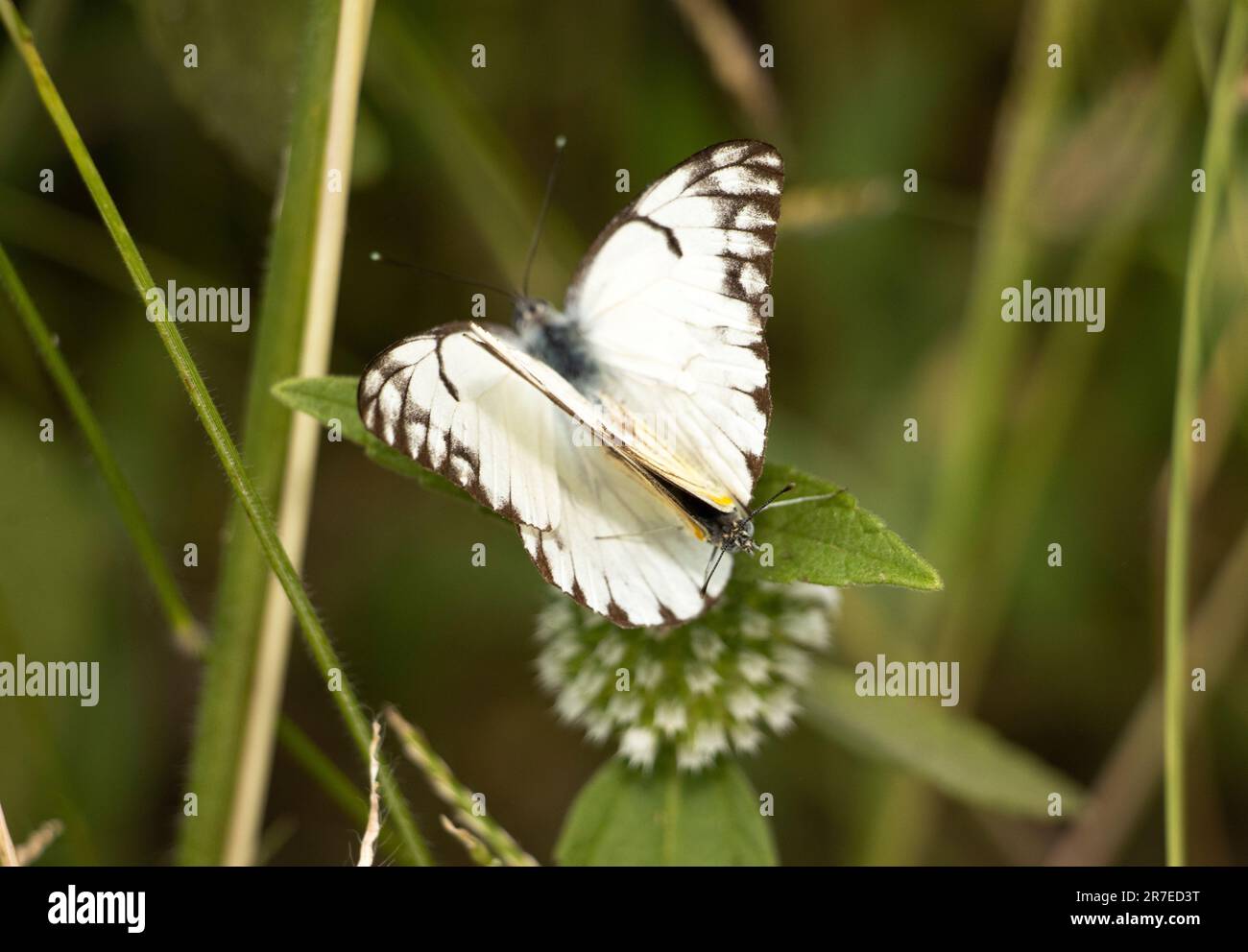 Als einer der häufigsten und am weitesten verbreiteten Schmetterlinge Ostafrikas findet sich das Gemeine Weiß in Grasland und Savanne. Stockfoto