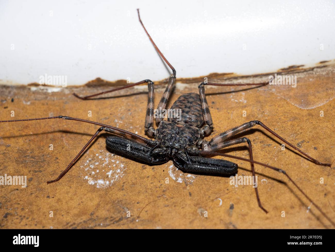 Obwohl der schwanzlose Whip Scorpion ziemlich alarmierend aussieht, sind sie in Wirklichkeit absolut harmlos. Ihre vergrößerten Vorderbeine fungieren als peitschenartige Fühler. Stockfoto