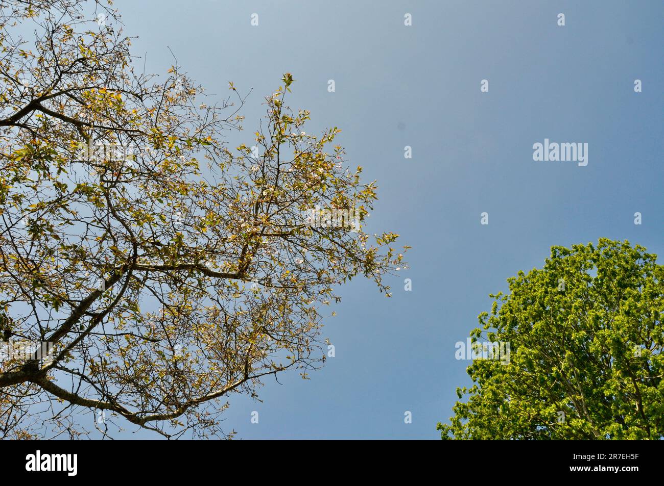Prunus x subhirtella. Winterblühende Kirsche links und gemeiner Limettenbaum, Tilia x europaea rechts mit klarem blauen Himmel in der Mitte. Stockfoto