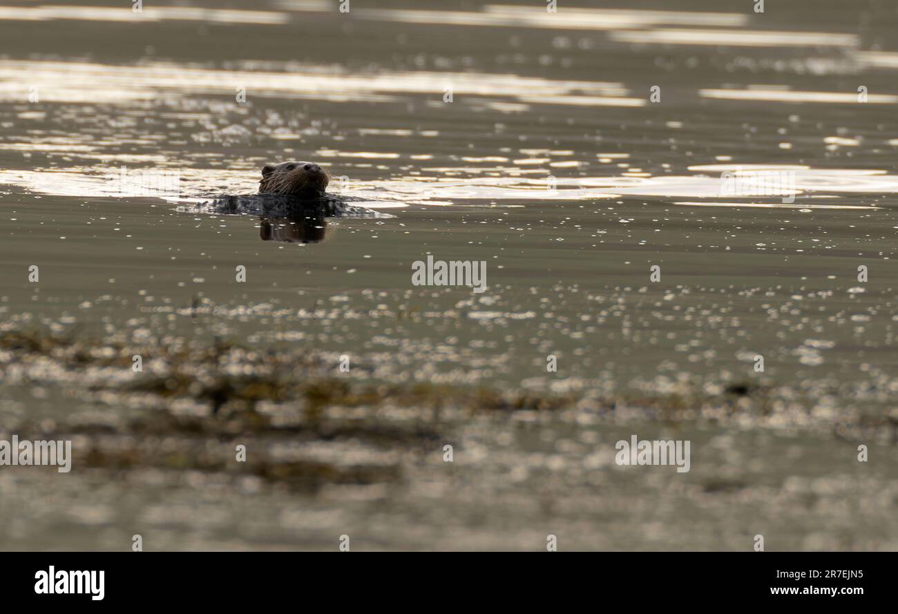 Wilder Otter (Lutra lutra), der an einem ruhigen Abend auf der Insel Mull, Schottland schwimmt Stockfoto