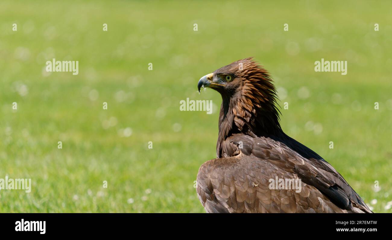 Nahaufnahme eines goldenen Adlers Stockfoto