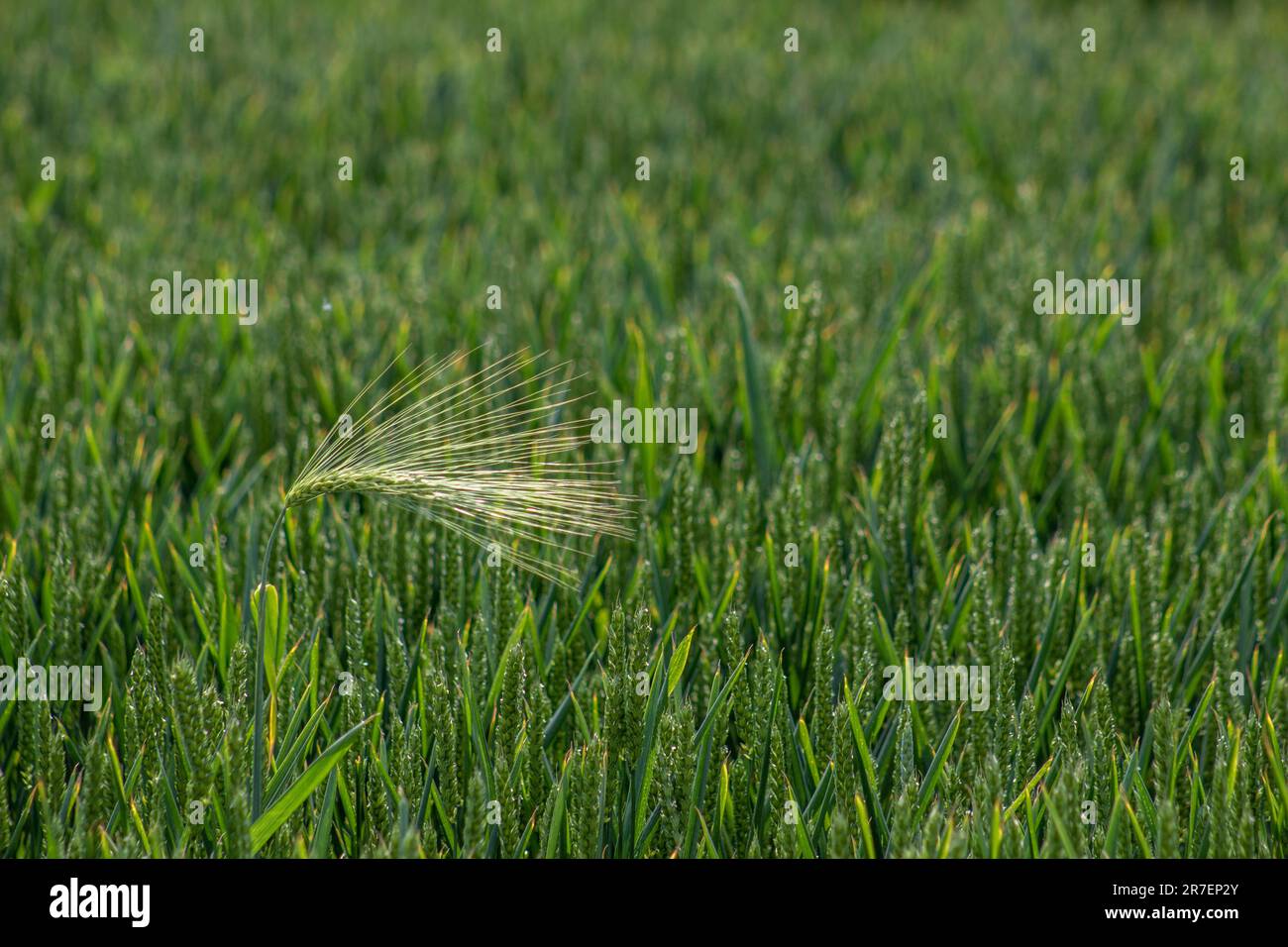 Ein einsames Weizenohr steht über dem Rest der Ernte, die noch auf einem Feld auf dem Land wächst, Essex. Enthält Platz für Text. Stockfoto