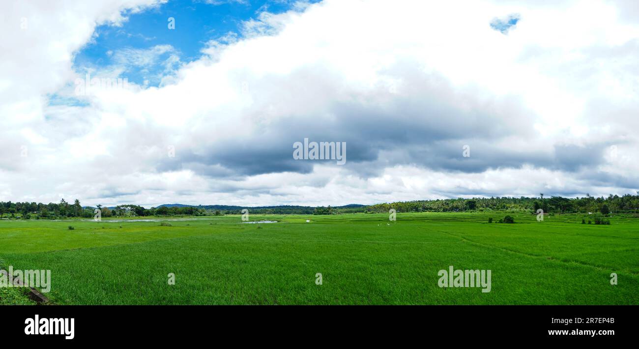 Panoramablick auf ein Reisfeld in einem Dorf, Kerala, Indien Stockfoto