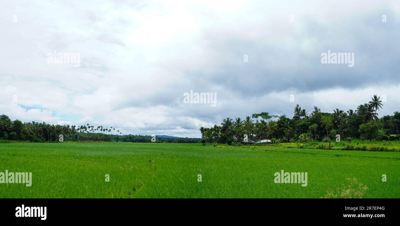 Panoramablick auf ein Reisfeld in einem Dorf, Kerala, Indien Stockfoto