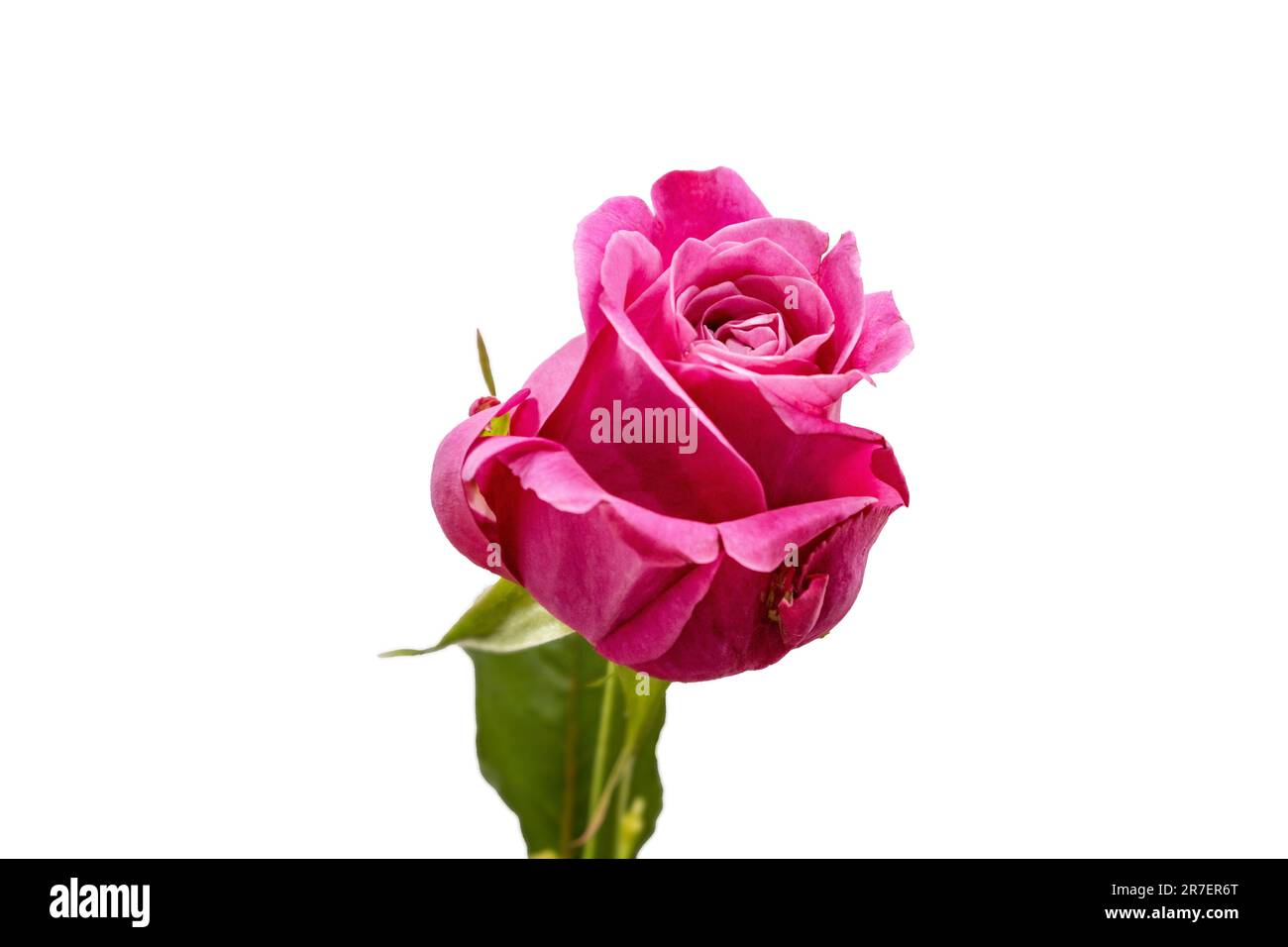 Hintergrund mit Blumen als Geschenk für mom oder Freundin oder als Postkarte Stockfoto