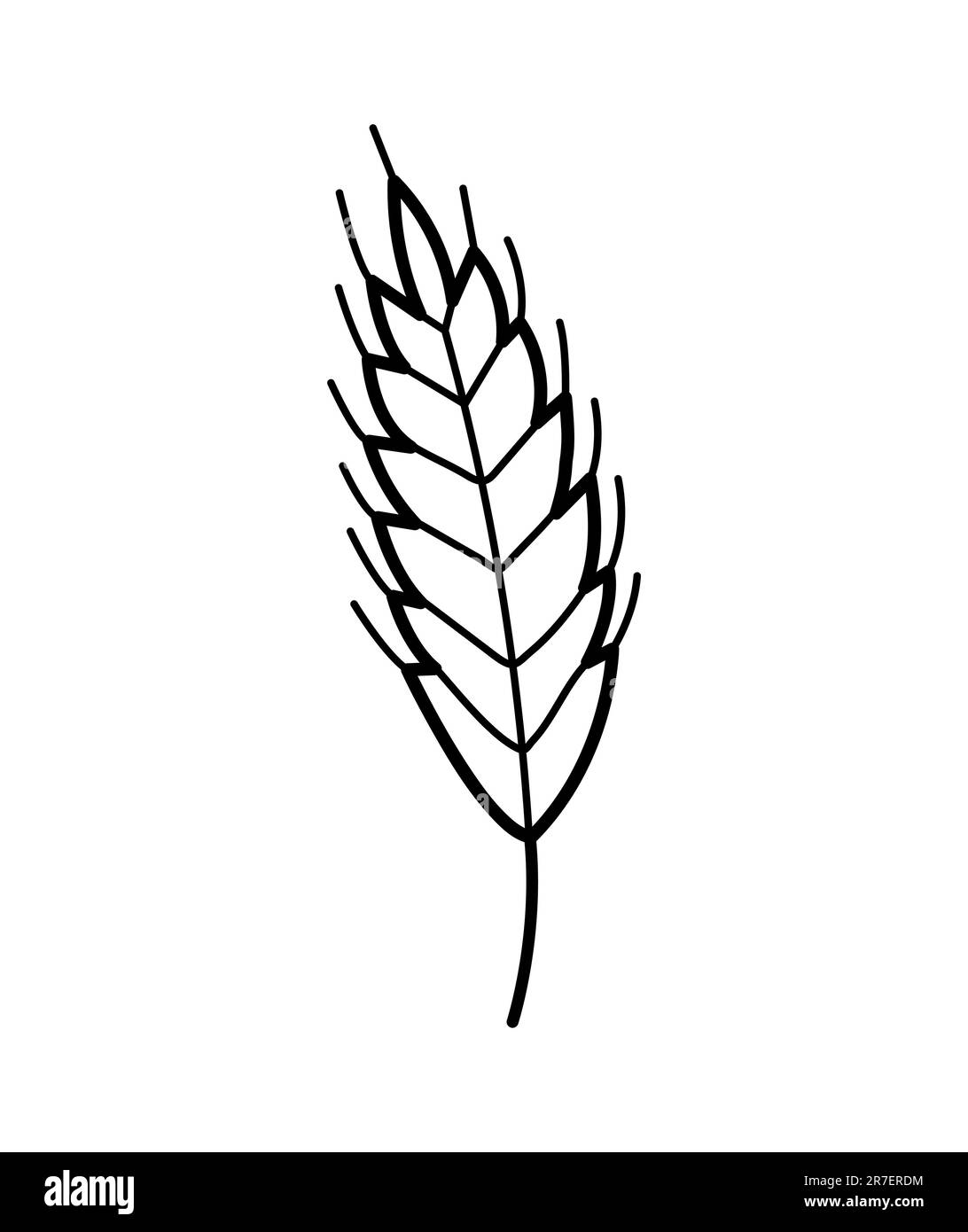 Weizenstacheln. Handgezeichnetes Symbol von Hafer, Roggen, Gerste. Isolierte Vektordarstellung im Doodle-Linienstil. Stock Vektor