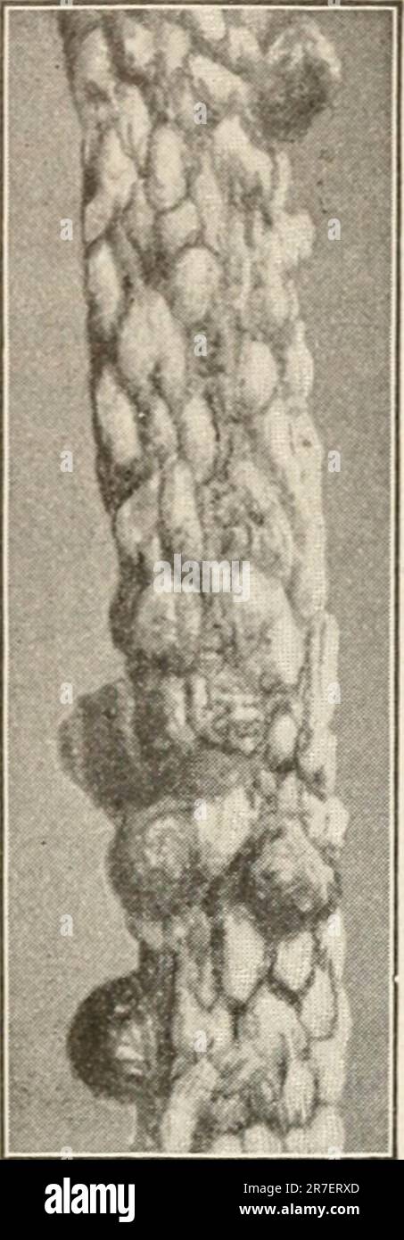 „Elemente der Biologie; ein praktisches Textbuch, das Botanik, Zoologie und menschliche Physiologie miteinander korreliert“ ([c1907]) Stockfoto