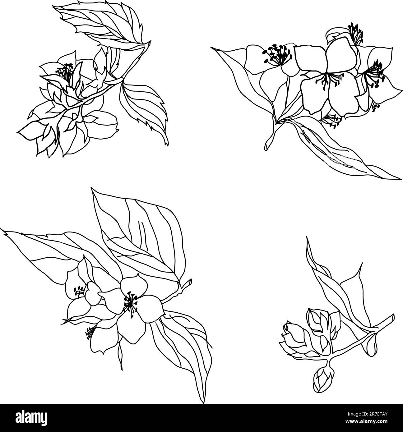 jasmin-Zweigvektor Stock Vektor