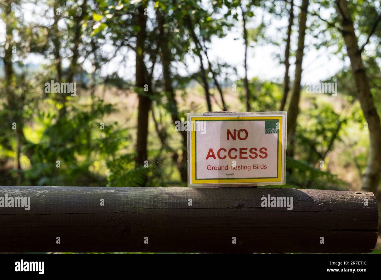 Ein Schild mit der Aufschrift No Access Ground-Nesting Birds im Naturschutzgebiet Dersingham Bog in Norfolk. Stockfoto