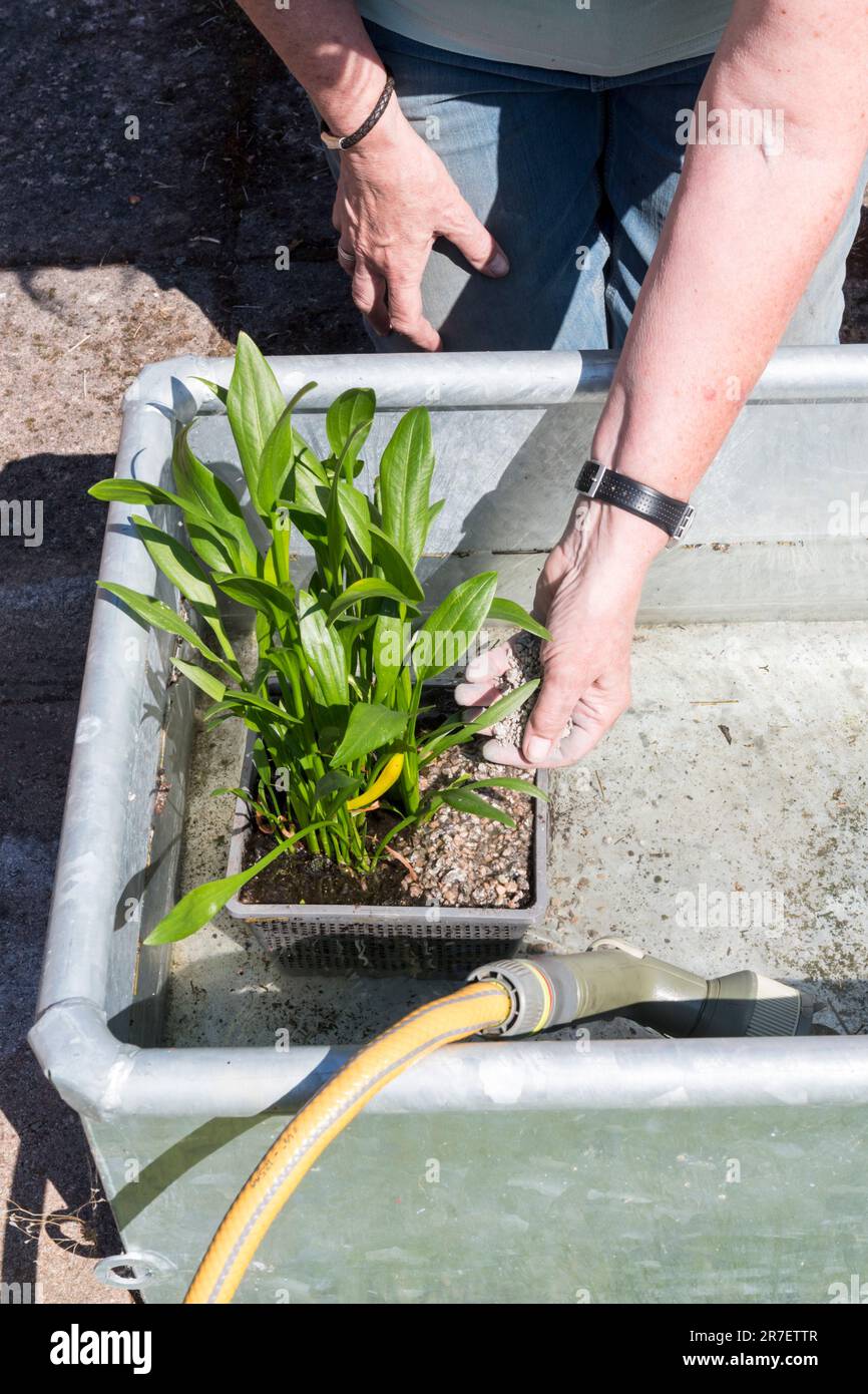 Eine Frau pflanzt eine Pfeilspitze, Sagittaria graminea, Wasserpflanze im Gartenwasser, ein Merkmal, das sie aus einem verzinkten Metallwassertrog baut. Stockfoto