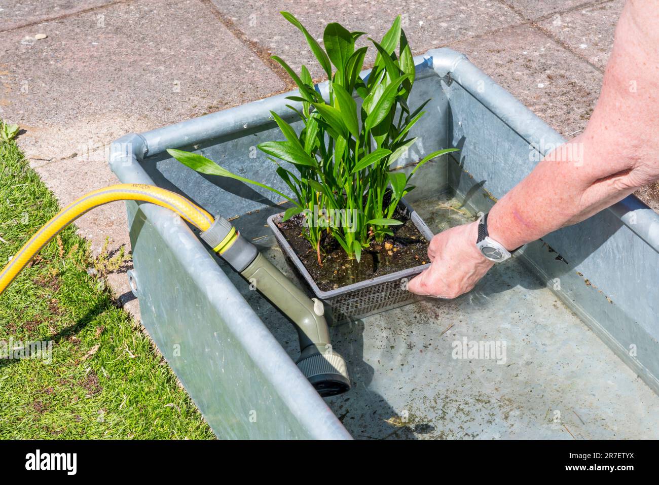 Eine Frau pflanzt eine Pfeilspitze, Sagittaria graminea, Wasserpflanze im Gartenwasser, ein Merkmal, das sie aus einem verzinkten Metallwassertrog baut. Stockfoto