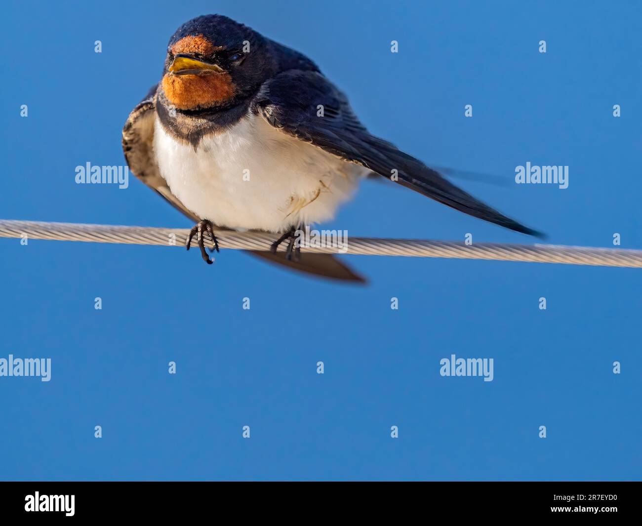 Weibliche Schwalbe auf dem Schutzgeländer einer Jacht auf See Stockfoto