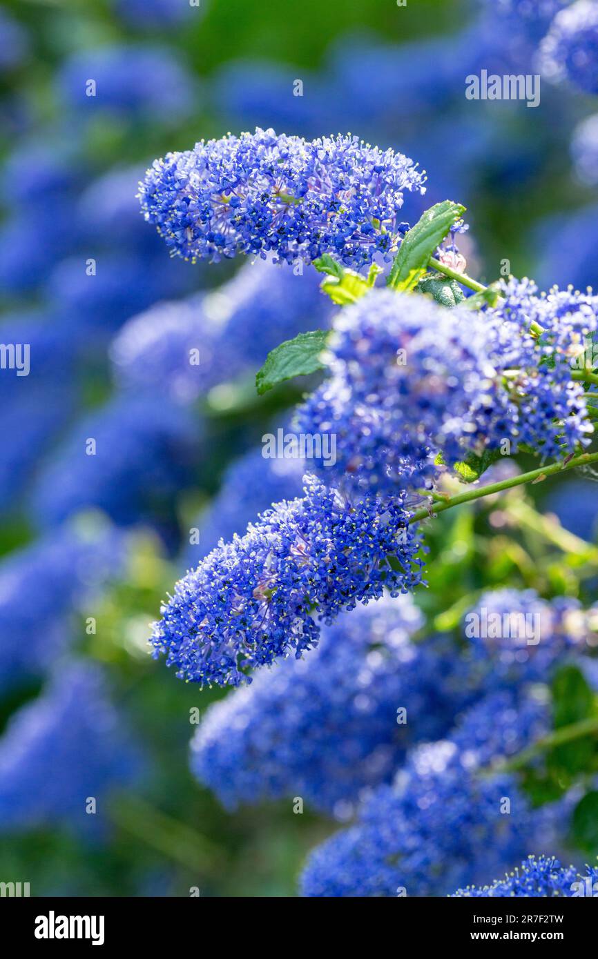 ceanothus auch bekannt als California Flieder oder kalifornischer Flieder Stockfoto