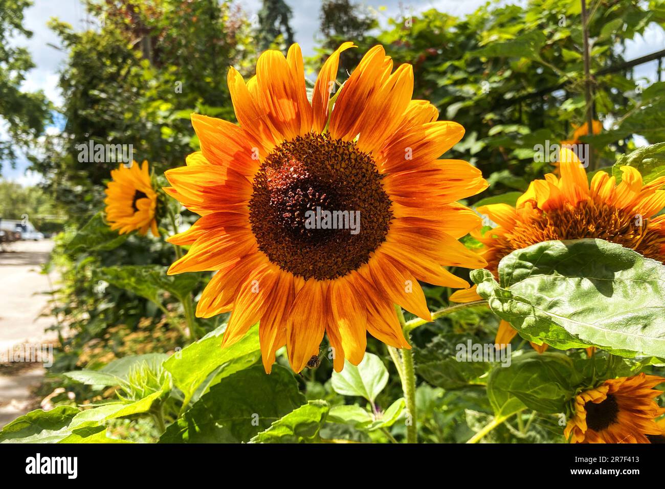 Sonnenblumen. Gelbe, leuchtende und lebendige Blume. Landwirtschaft und Ernte. Sonniger Tag. Stockfoto