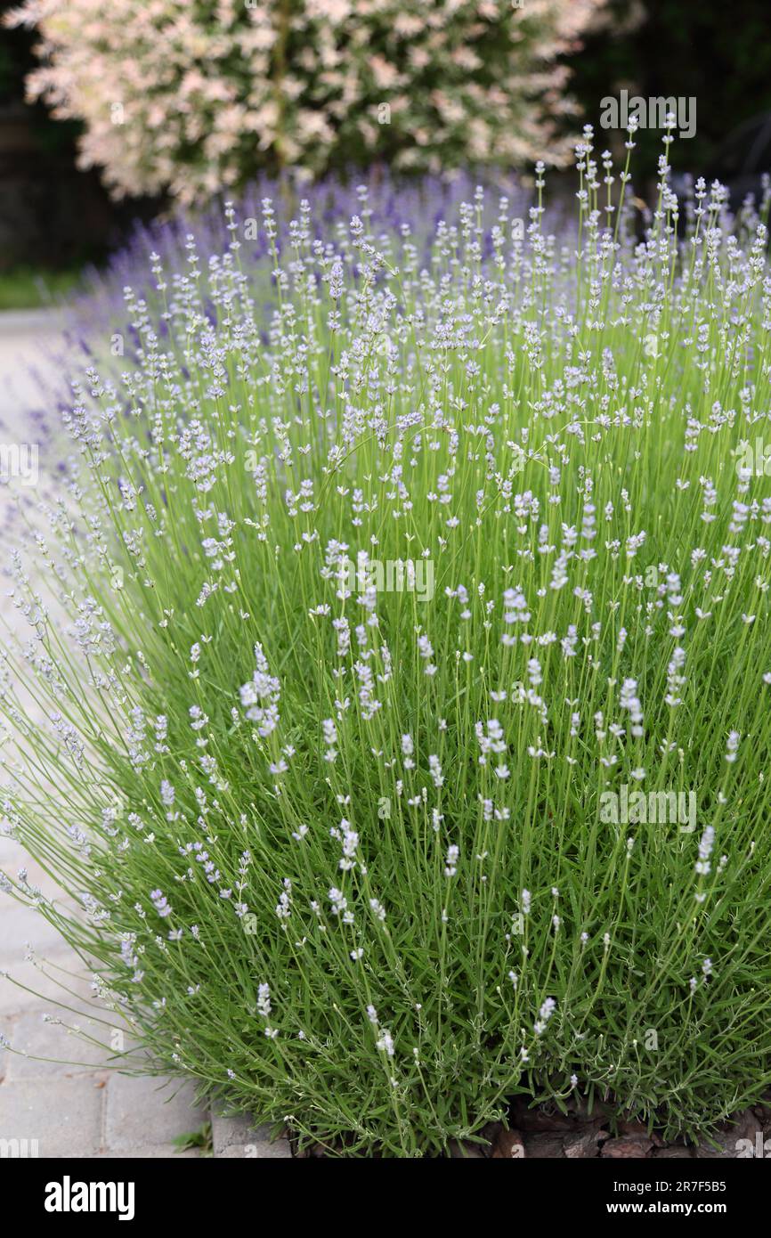 Wilder Lavendel. Lavendel in verschiedenen Farbtönen wächst außerhalb des Hauses. Lavendel. Stockfoto