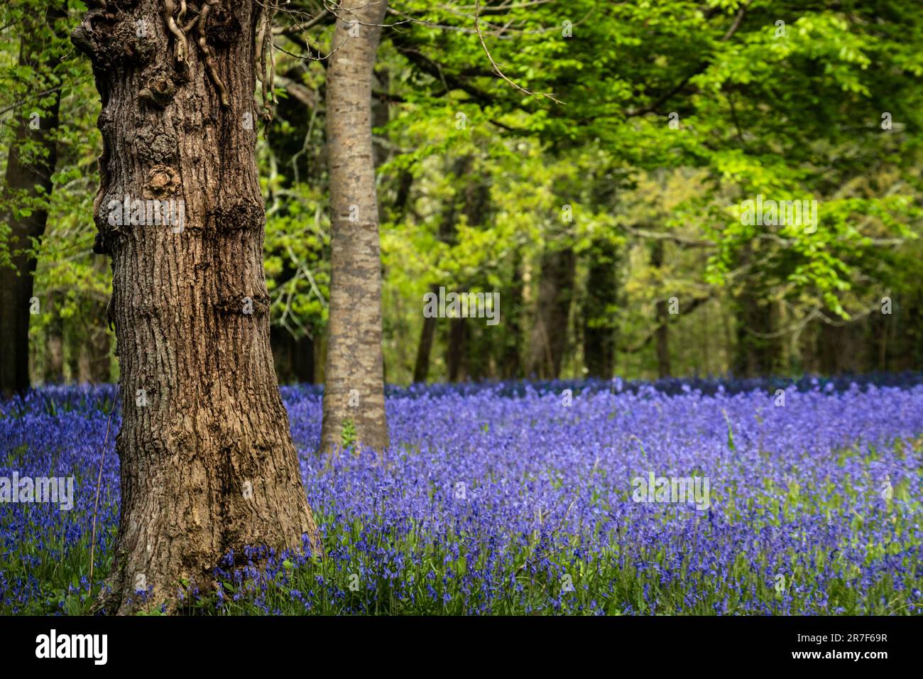 Ein Feld der Common English Bluebells Hyacinthoides ohne Schriftzug im ruhigen historischen Parc Lye in Enys Gardens in Penryn in Cornwall, Großbritannien. Stockfoto