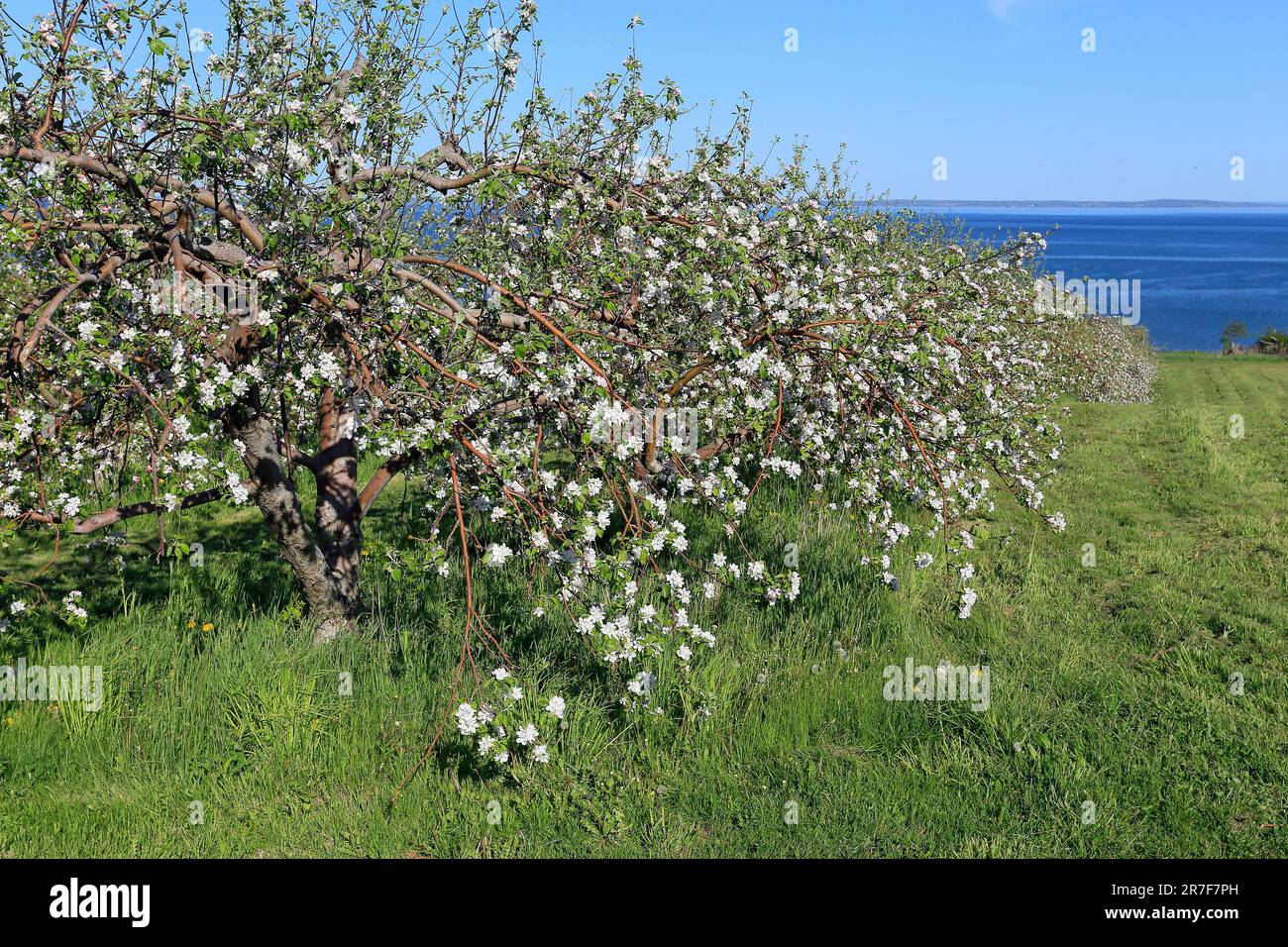 Apfelbäume, Blomidon, Minas Basin, Annapolis Valley, Nova Scotia, Kanada Stockfoto
