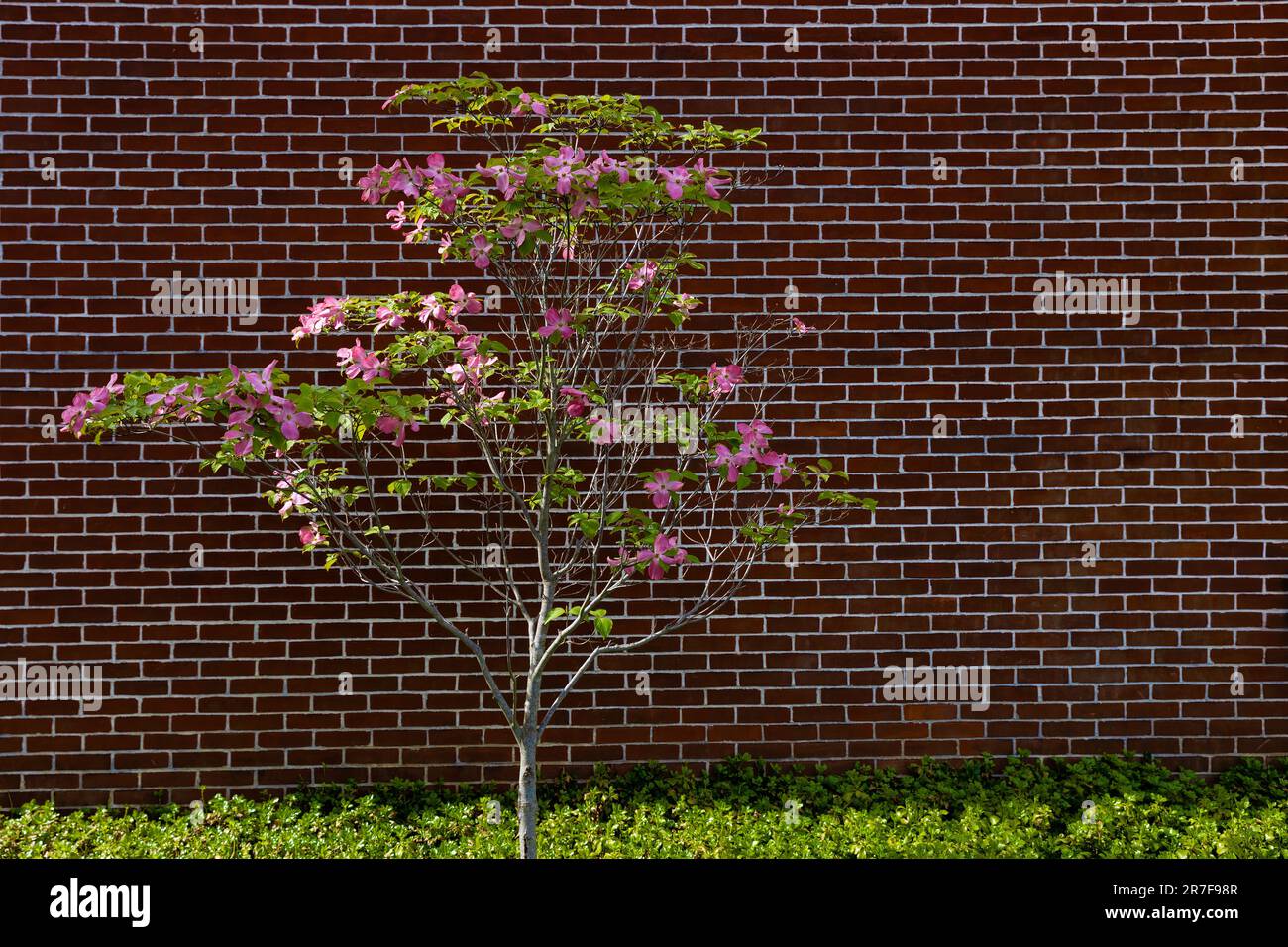 Blühender Hundelbaum vor einer Ziegelaußenwand. Stockfoto