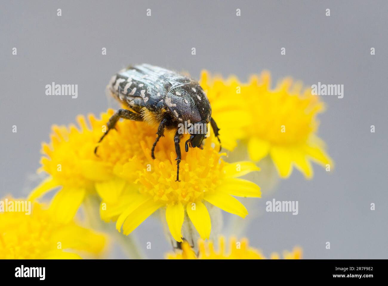 Rose Chafer Beetle, Oxythyrea funesta Whit Flower Stockfoto