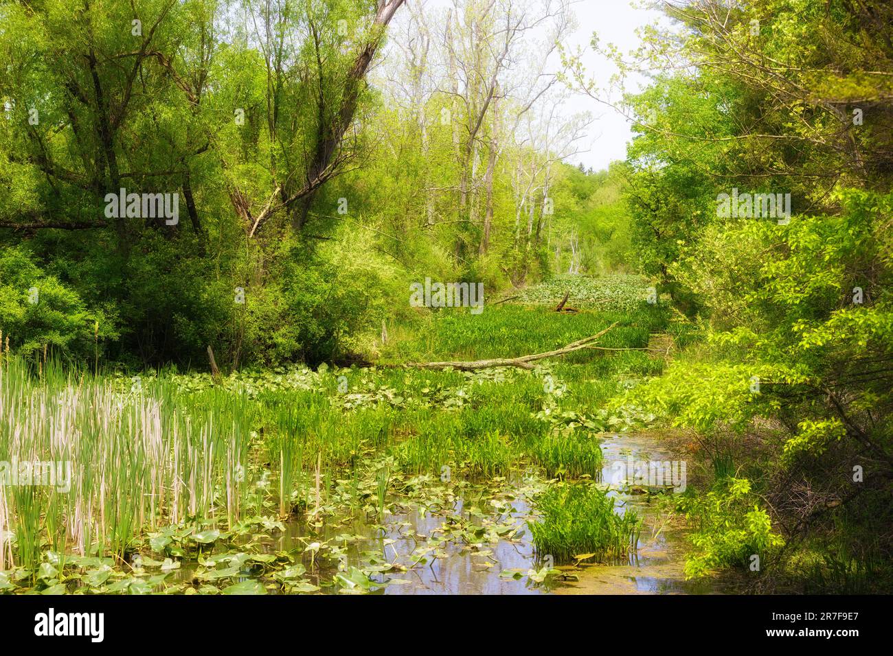 Landschaftsblick im Beaver Marsh, Cuyahoga Valley National Park. Stockfoto
