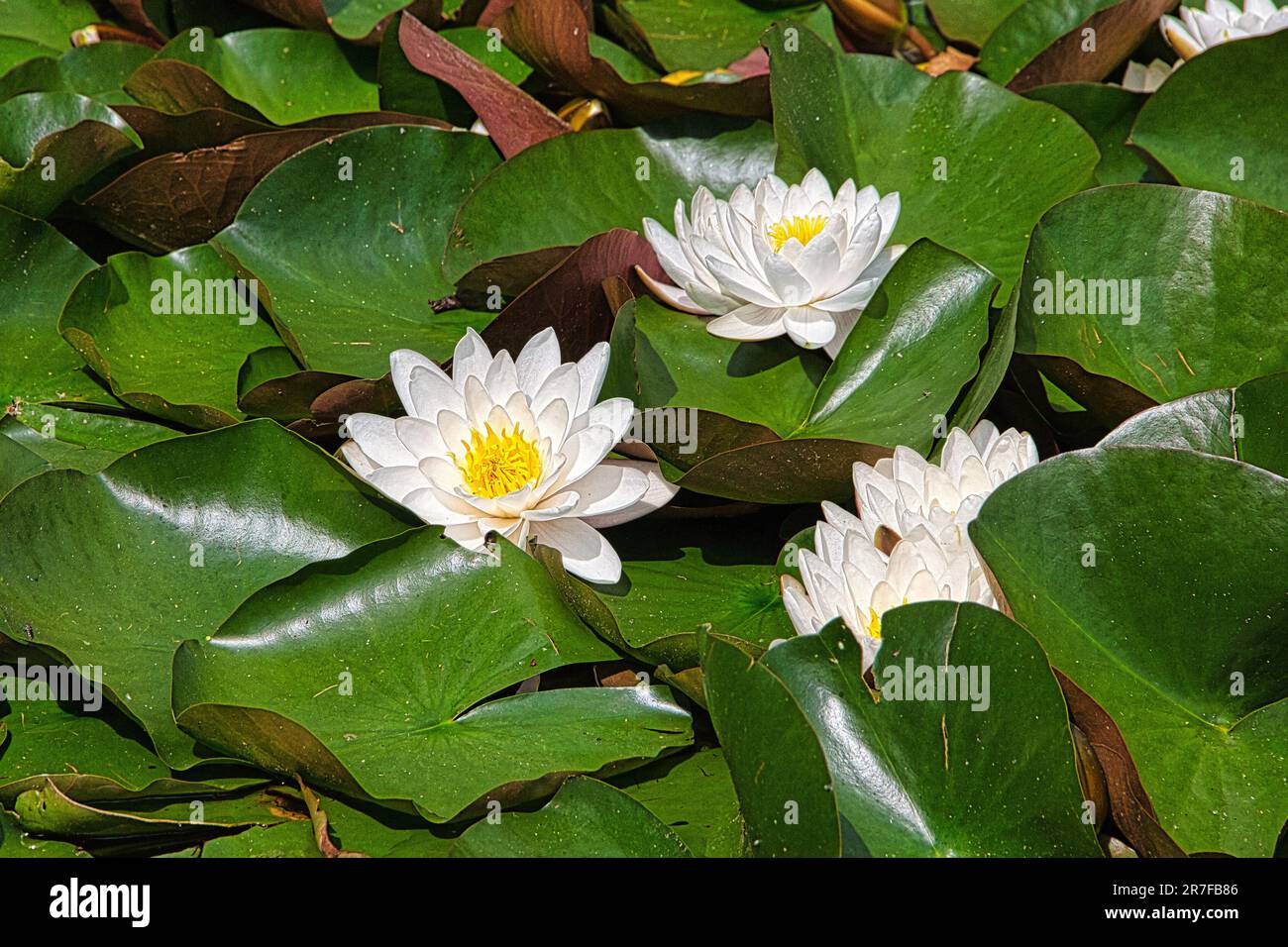Dekorative Weißwasserlilie Blume mit gelben Pistilen. Stockfoto