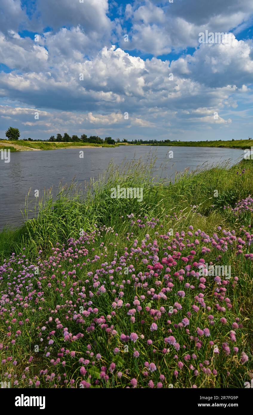 15. Juni 2023, Brandenburg, Mühlberg: Schnittlauch blüht auf dem sächsischen Ufer nahe der Stadt Mühlberg im Bundesland Brandenburg. Hier in der Nähe von Mühlberg ist die Elbe die Staatsgrenze zwischen Sachsen und Brandenburg. Foto: Patrick Pleul/dpa Stockfoto