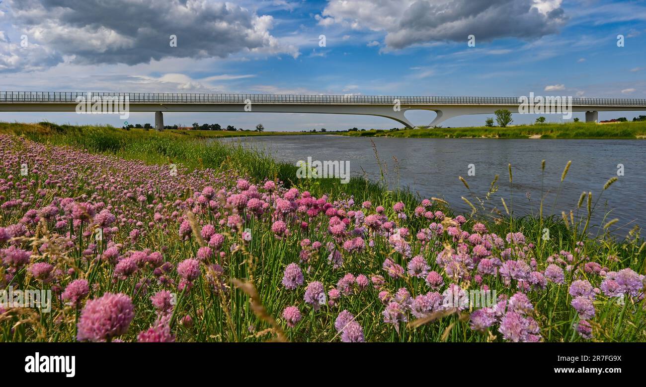 15. Juni 2023, Brandenburg, Mühlberg: Schnittlauch blühen auf der sächsischen Seite des Flusses vor der Elbbrücke in der Stadt Mühlberg im Bundesstaat Brandenburg. Hier bei Mühlberg ist die Elbe die Staatsgrenze zwischen Sachsen und Brandenburg. Foto: Patrick Pleul/dpa Stockfoto