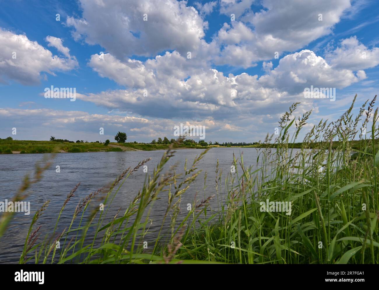 15. Juni 2023, Brandenburg, Mühlberg: Gräser schweben im Wind am Sächsischen Elbufer in der Nähe der Stadt Mühlberg im Land Brandenburg. Hier bei Mühlberg ist die Elbe die Staatsgrenze zwischen Sachsen und Brandenburg. Foto: Patrick Pleul/dpa Stockfoto