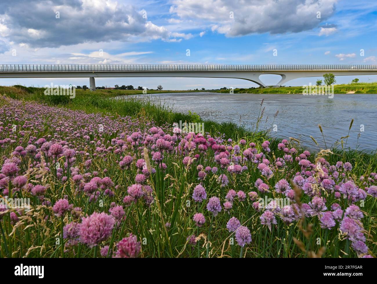 15. Juni 2023, Brandenburg, Mühlberg: Schnittlauch blühen auf der sächsischen Seite des Flusses vor der Elbbrücke in der Stadt Mühlberg im Bundesstaat Brandenburg. Hier bei Mühlberg ist die Elbe die Staatsgrenze zwischen Sachsen und Brandenburg. Foto: Patrick Pleul/dpa Stockfoto