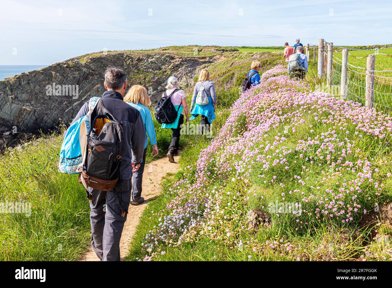 Wanderer, die am Pembrokeshire Coast Path National Trail am St. Justinians National Park in Wales, Großbritannien, auf den „Sea Pink“ (Sparrosa) blühen Stockfoto