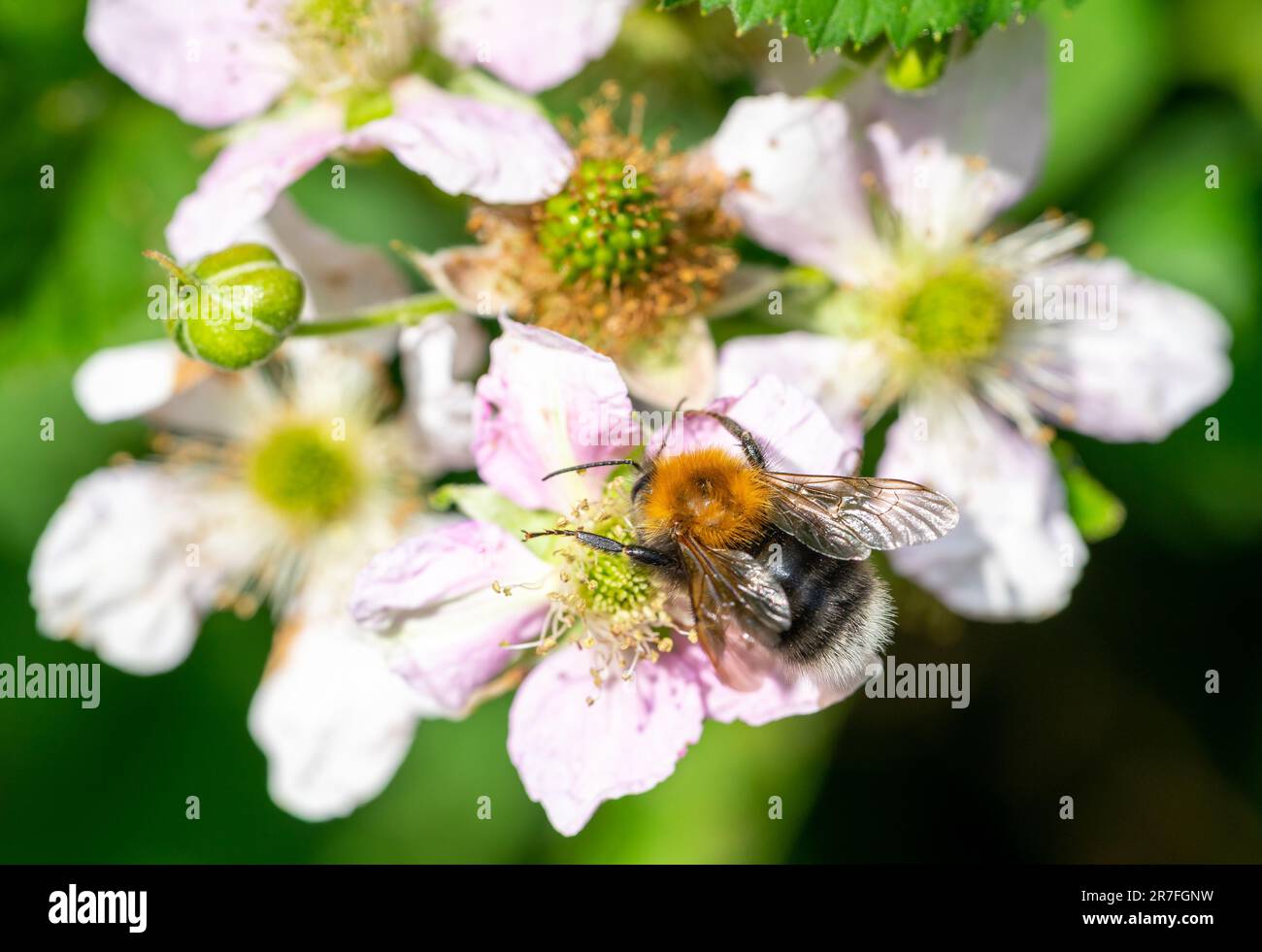 Hummel auf einer Blüte im Garten Stockfoto