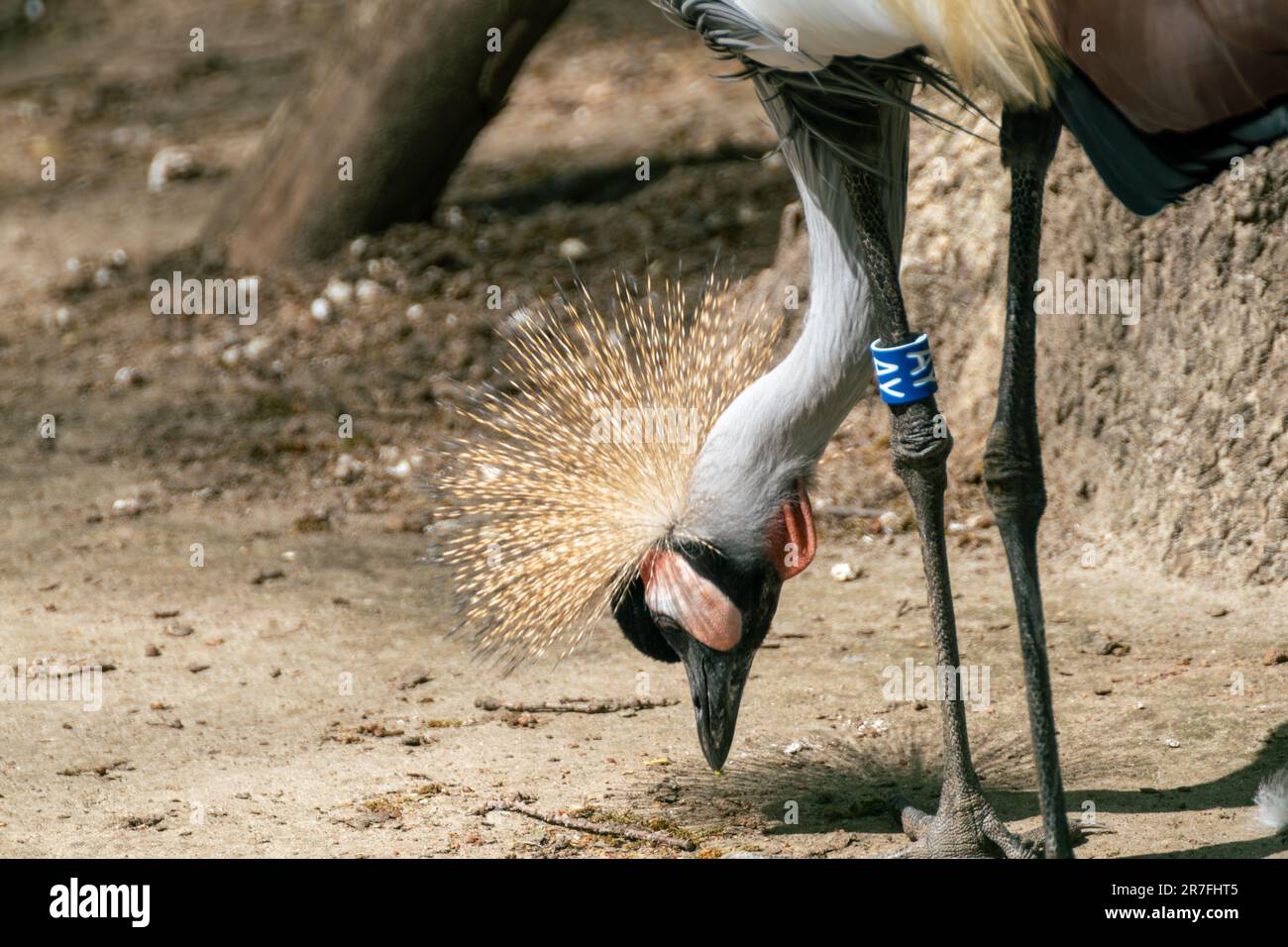 Grauer Krankopf (Balearica regulorum) mit langem Hals auf sandbraunem Hintergrund. Vogel auch bekannt als afrikanischer Kranich, Goldener Kranich Stockfoto