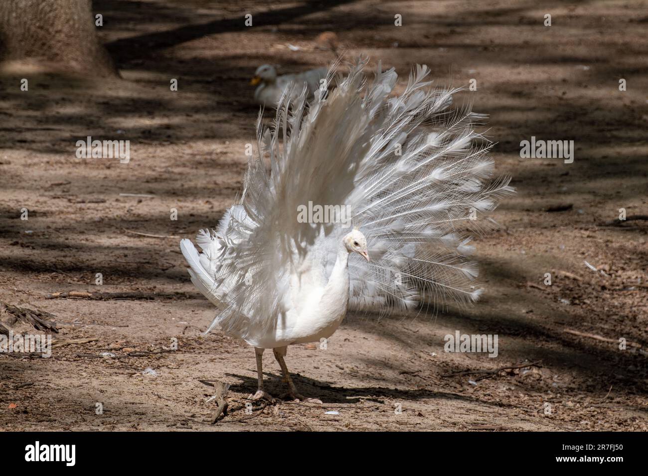 Weißer Peafowl, männlicher Demonstrationsschwanz. Vogel mit Leuzismus, weiße Federn in sonniger Voliere mit verschwommenem Hintergrund Stockfoto