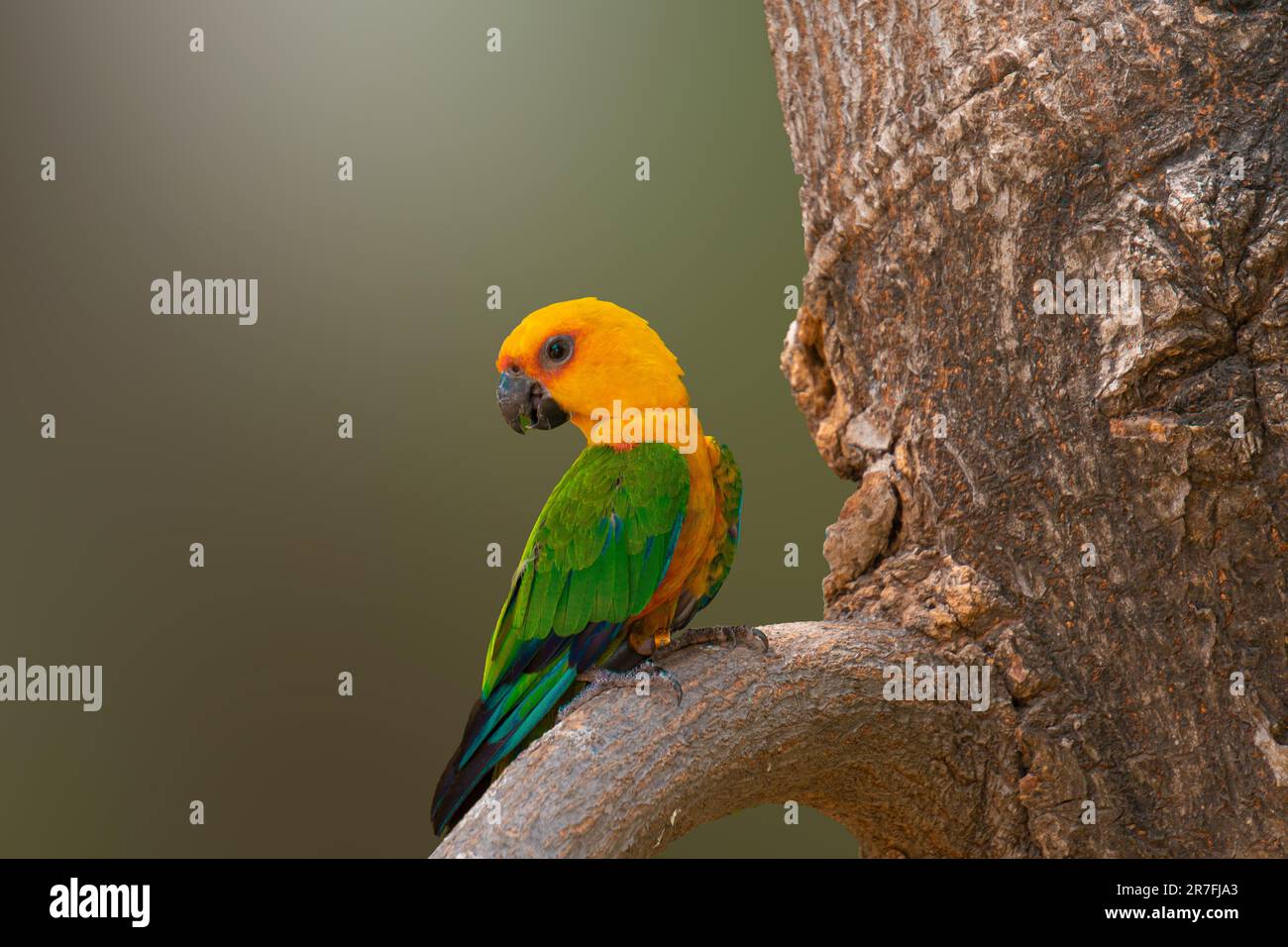 Heiterer Jandaya-Sittich-Vogel auf Baumzweig Stockfoto