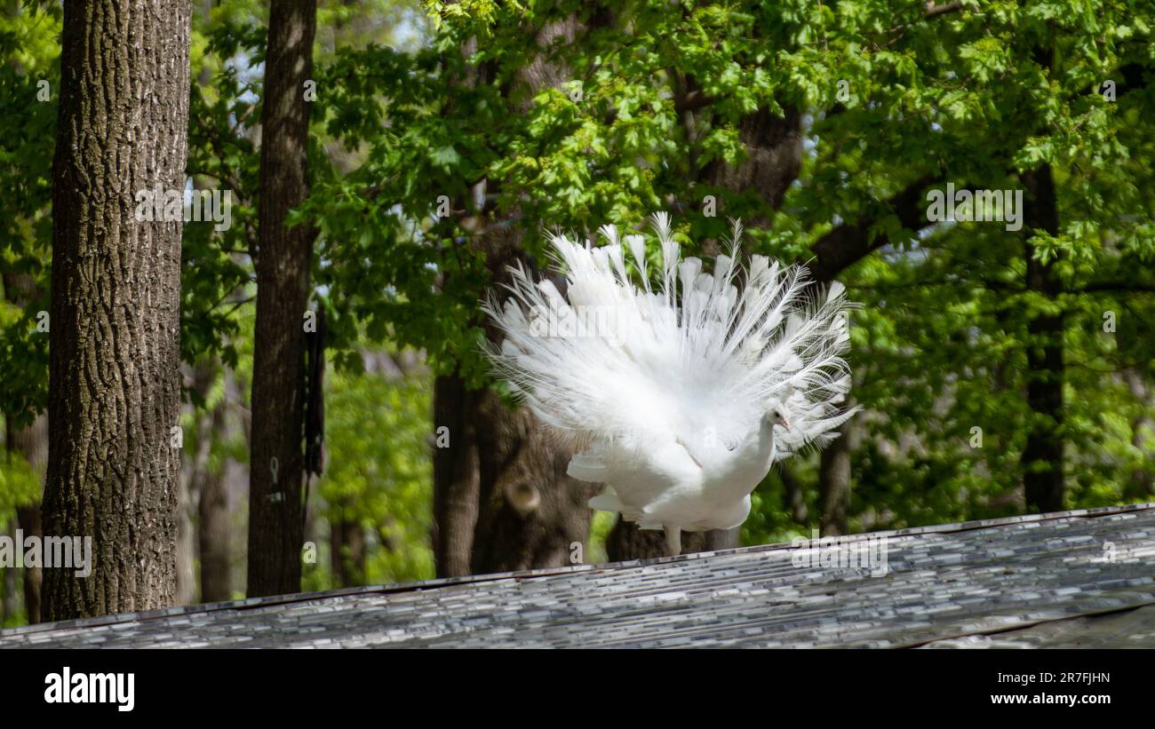 Weißer Peafowl-Pfau demonstriert Schwanz. Vogel mit Leuzismus, weiße Federn stehen auf dem Dach in sonnigem Grün Stockfoto