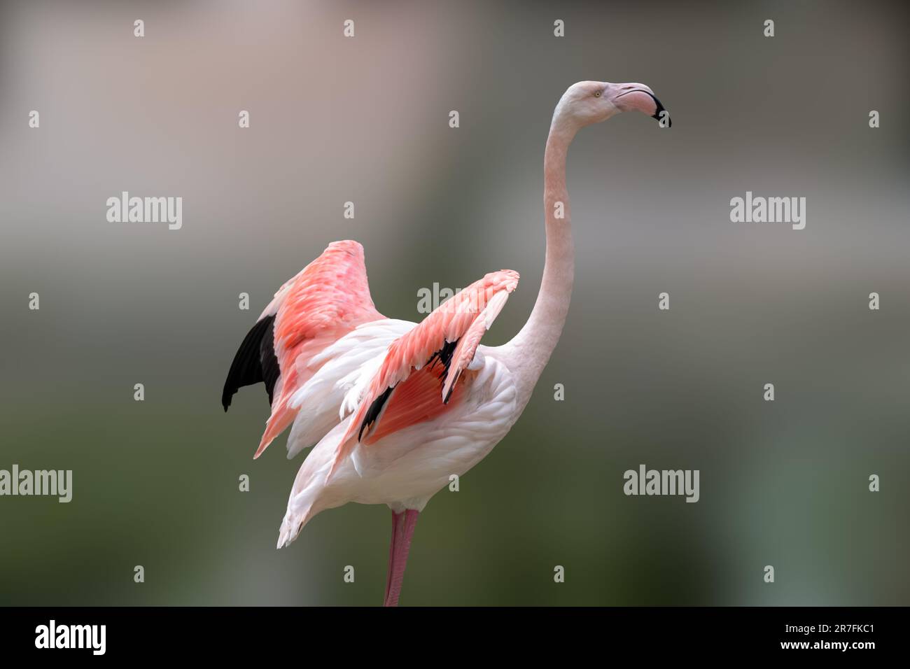 Rosafarbener Flamingo-Watvögel mit langem Hals und offenen Flügeln auf verschwommenem Hintergrund Stockfoto