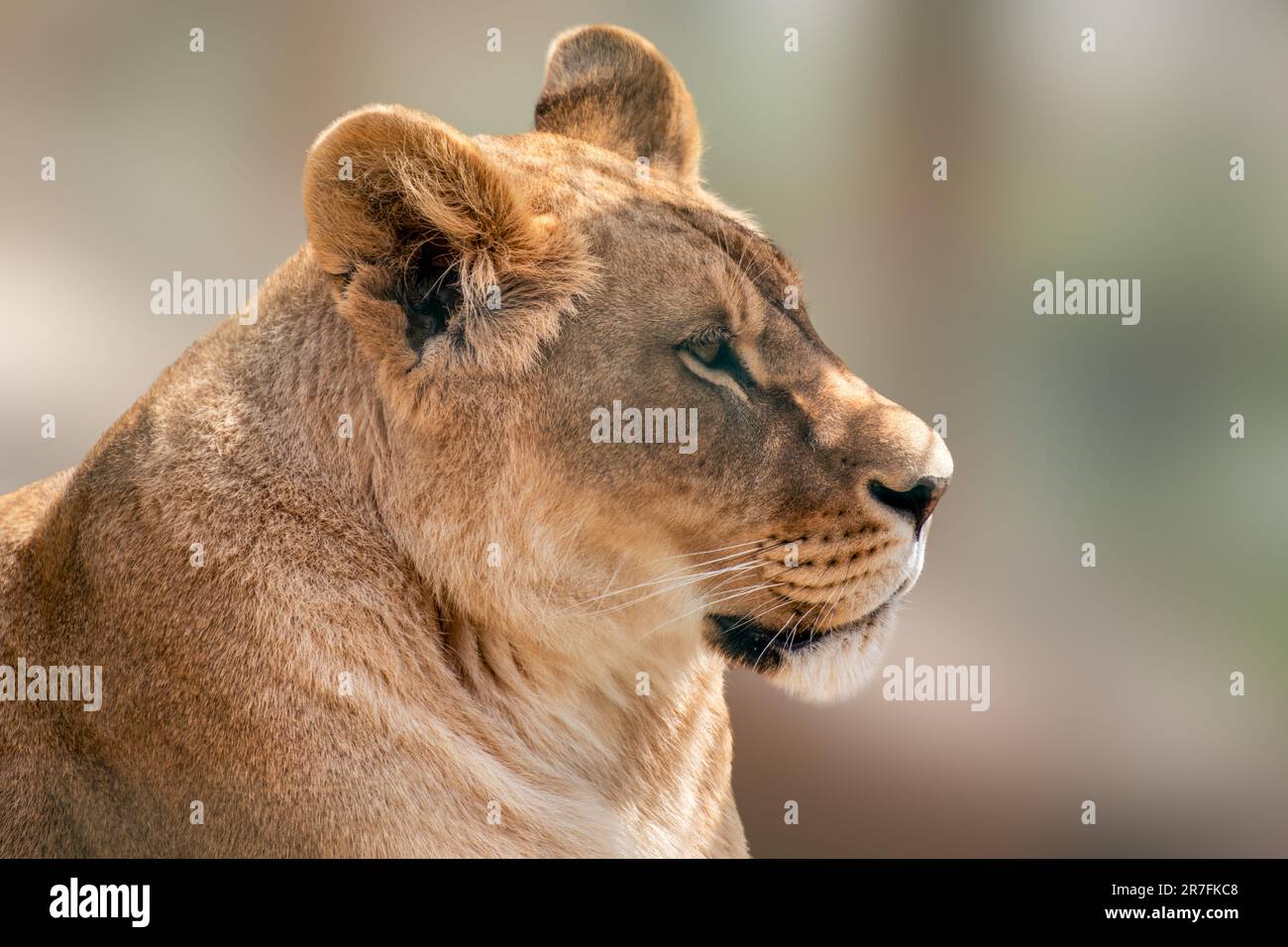 Löwenfrau ruhig, sieht nach rechts aus, Löweninnen Porträt, Nahaufnahme mit verschwommenem Hintergrund. Wilde Tiere, große Katze Stockfoto