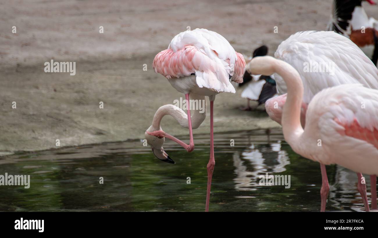 Pinkfarbener Flamingo Watvögel Putzfedern in der Nähe eines Wasserteichs mit verschwommenem Hintergrund aus der Nähe Stockfoto