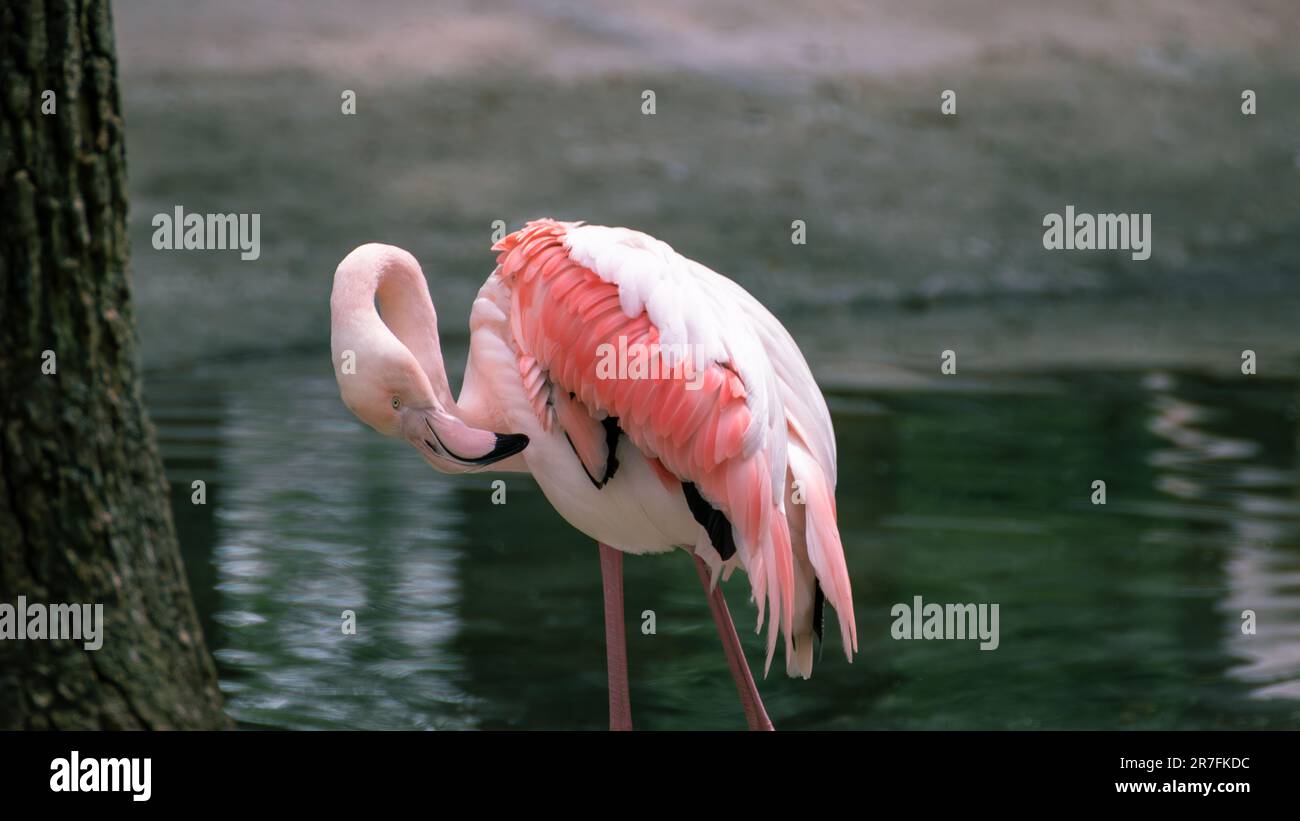 Pinke Flamingo-Watvögel-Reinigungsfedern in der Nähe eines Wasserteichs mit dunkel verschwommenem Hintergrund Stockfoto