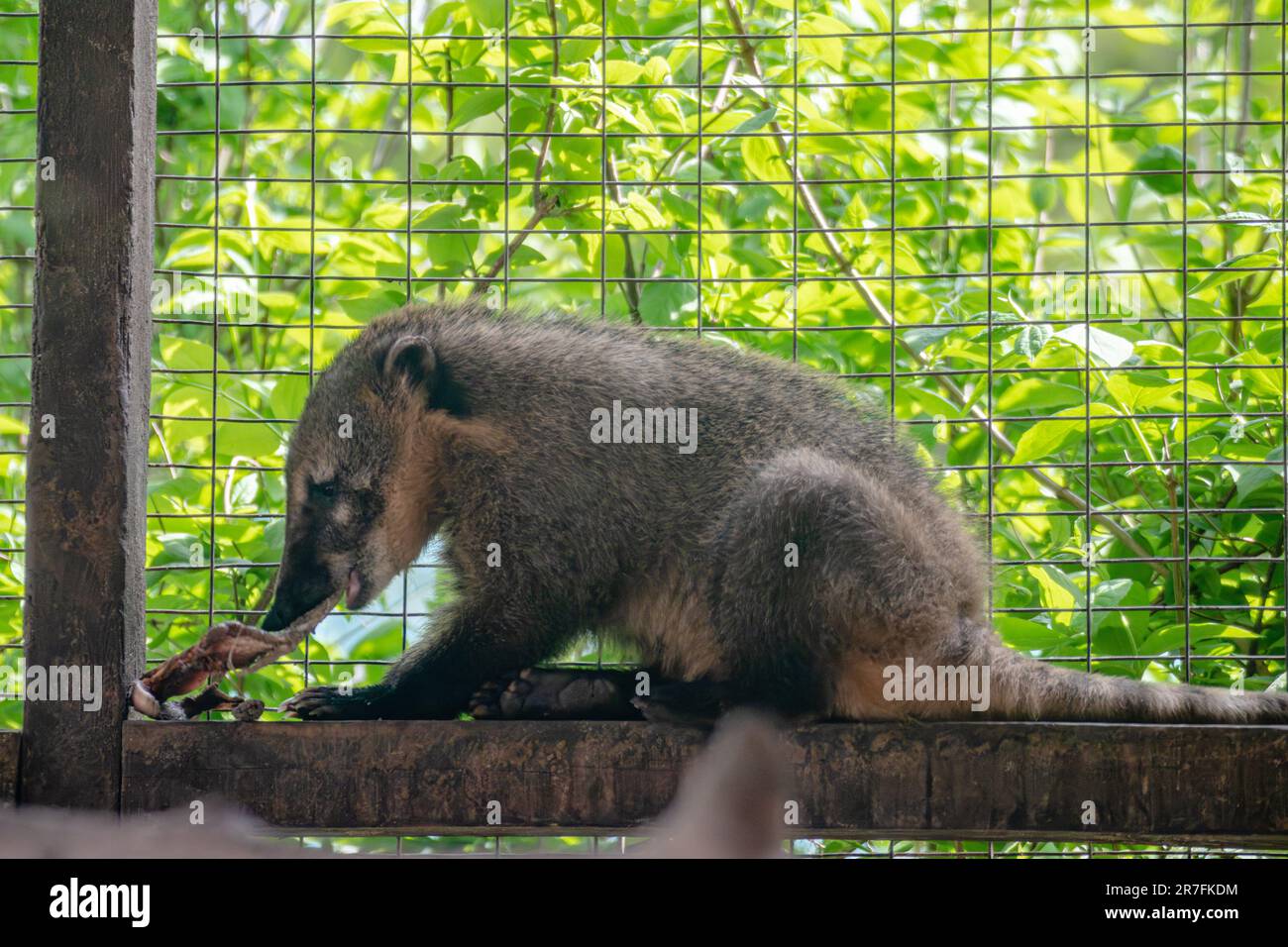Südamerikanische Nutte, Ringschwanzkutte, süßes Waschbär-Familientier, das im Käfig auf grünem Hintergrund isst Stockfoto