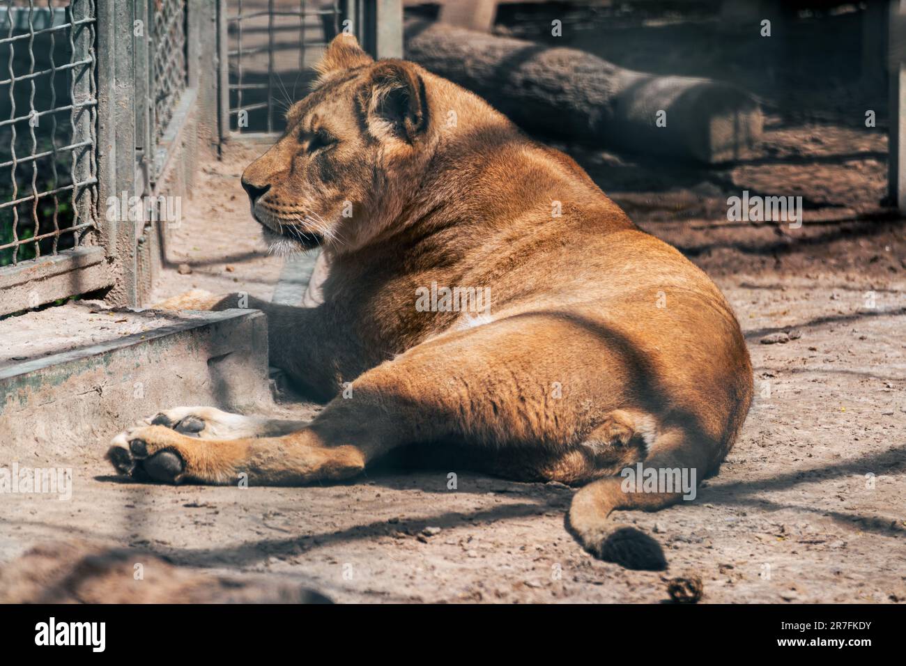 Löwenfrau, Löwen ruhend, Nahaufnahme im Käfig mit verschwommenem Hintergrund. Wilde Tiere, großes Katzenprofil Stockfoto