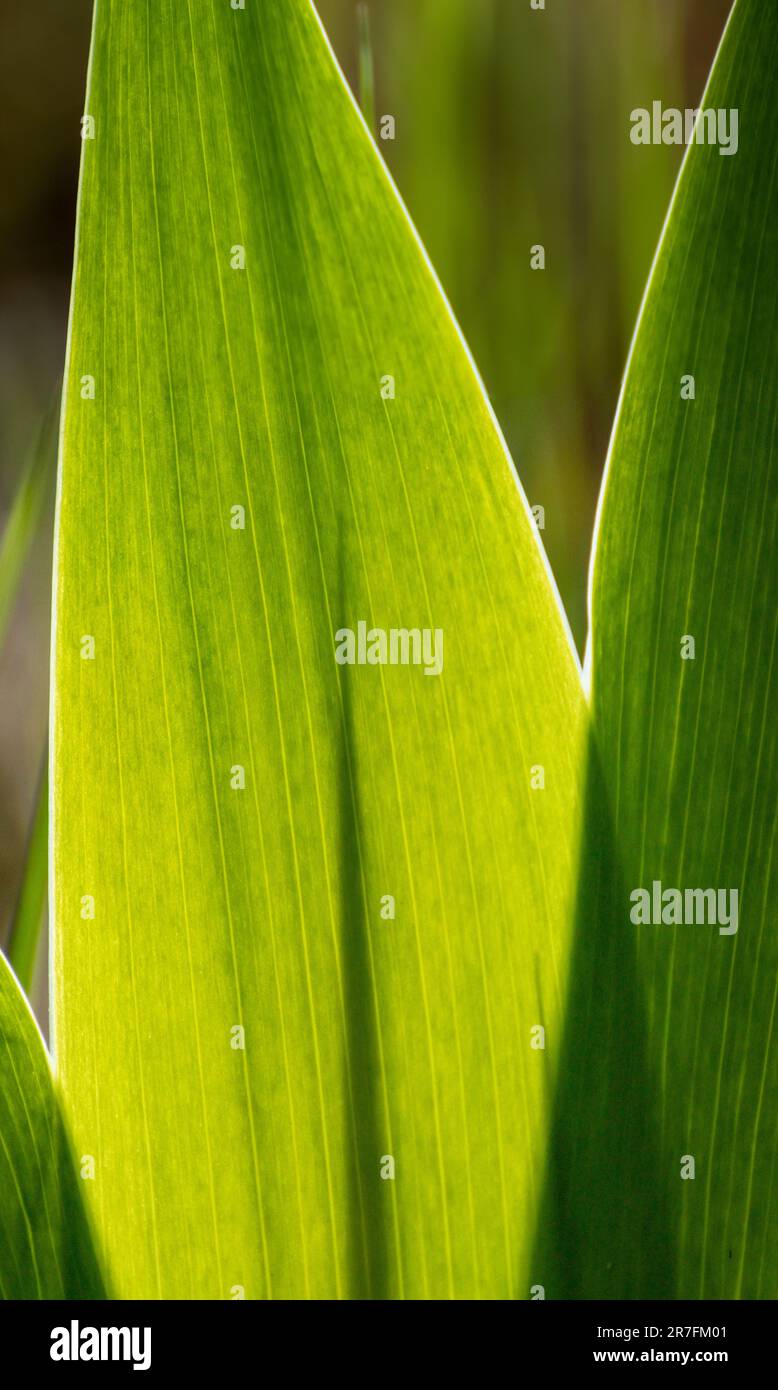 Grüne, junge Grasblätter mit heller Sonne scheinen im Garten mit unscharfem Hintergrund durch. Im Frühling sonniges Grün Stockfoto