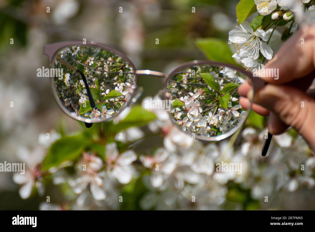 Kurzsichtige Brille in der Hand, Blick auf blühende Frühlingsblumen im Fokus mit verschwommenem Hintergrund. Kurzsichtige Refraktionslinsen im Freien Stockfoto