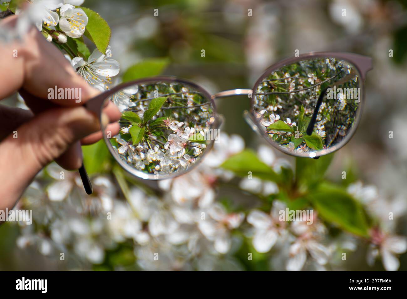 Halten Sie eine Brille mit Kurzsichtigkeit in der Hand, und betrachten Sie blühende Frühlingsbäume im Fokus mit unscharfem Hintergrund. Kurzsichtige Refraktionslinse Stockfoto