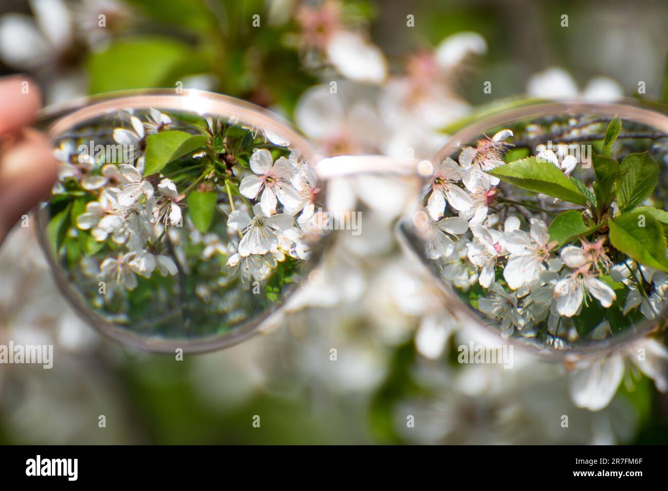 Kurzsichtigkeit (Kurzsichtigkeit) Brille Nahaufnahme, Blick auf blühende Frühlingsbäume Garten im Fokus mit verschwommenem Hintergrund. Kurzsichtige Refraktionslinsen aus Stockfoto