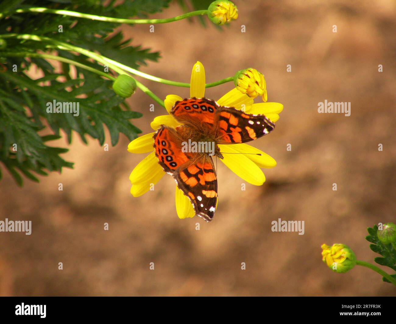 Ein gemalter Schmetterling auf einer gelben Gänseblümchen Stockfoto
