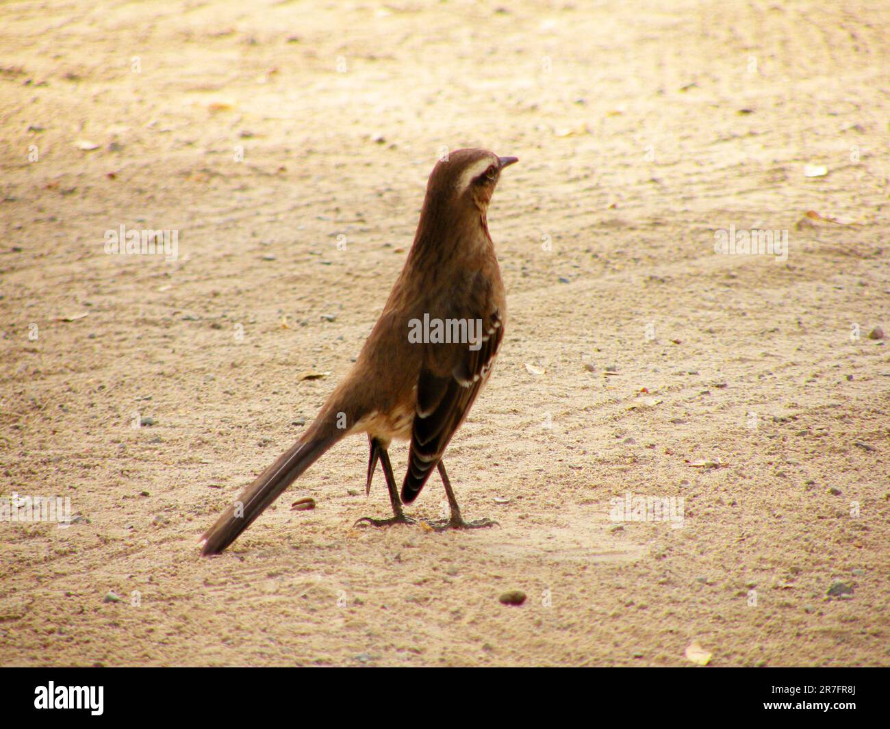 Mimus thenca, chilenische Spottdrossel Stockfoto