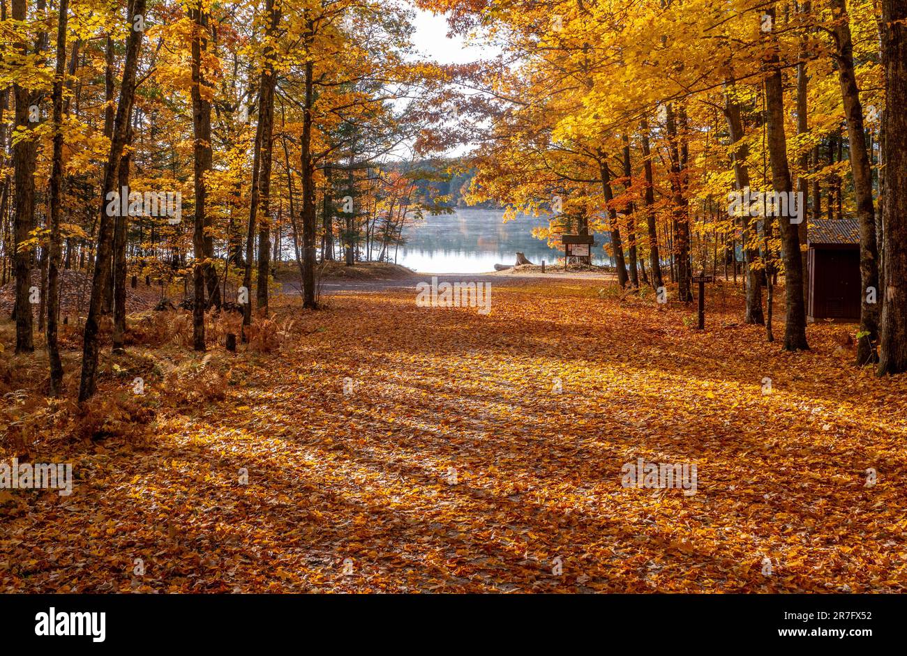 Wunderschöne Landschaft mit gefallenen Ahornblättern, die eine Waldstraße bedecken, die an einem frühen Morgen im Oktober zu einem See führt. Stockfoto